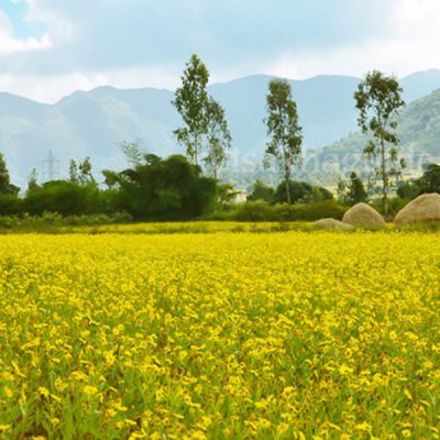Araku Valley